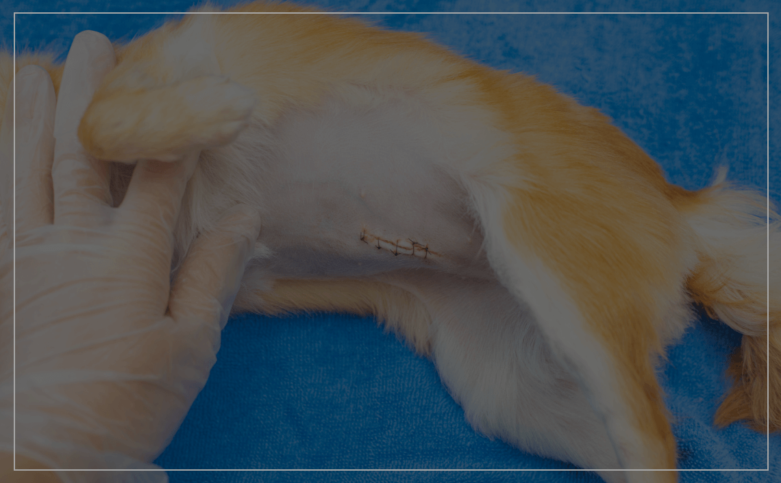 フィラリア・ノミマダニ